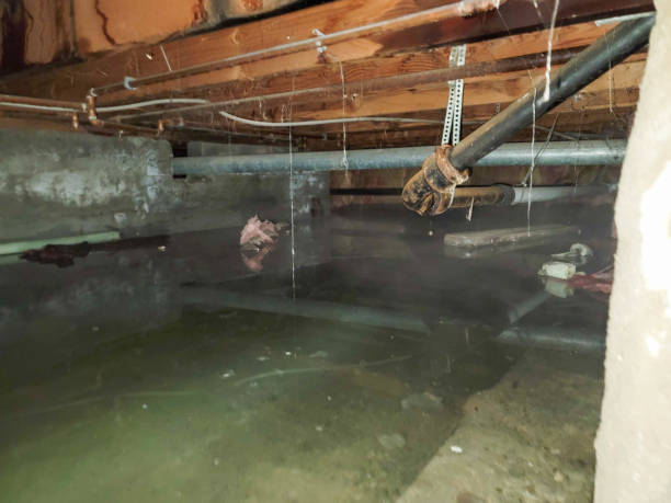 Best Flood restoration services  in Hughesville, MD